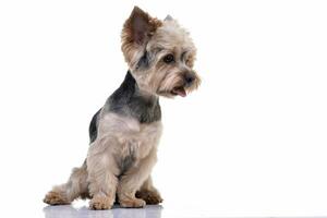 studio coup de un adorable Yorkshire terrier photo