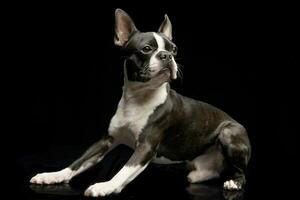 studio coup de un adorable Boston terrier photo