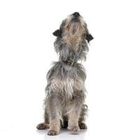 studio coup de un adorable mixte race chien photo