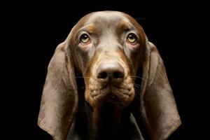 portrait de un adorable allemand aiguille photo