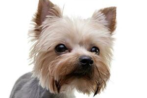 portrait de un adorable Yorkshire terrier photo