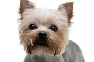 portrait de un adorable Yorkshire terrier photo