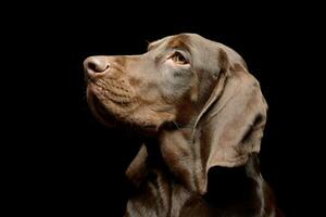 portrait de un adorable allemand aiguille photo