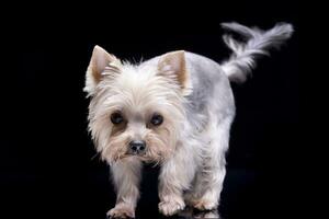 studio coup de un adorable Yorkshire terrier photo