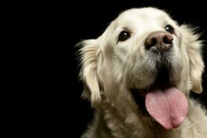 portrait de un adorable d'or retriever photo