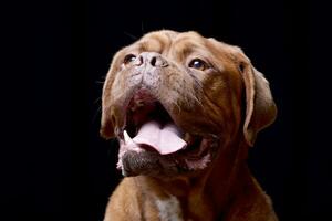 portrait de un adorable dogue de Bordeaux photo