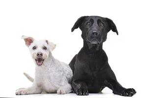 studio coup de deux adorable mixte race chien photo