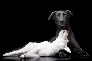 studio coup de deux adorable mixte race chien photo