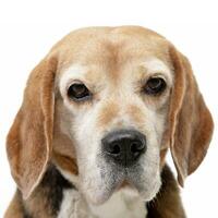 portrait de un adorable beagle photo