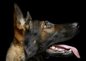 portrait de un adorable allemand berger chien à la recherche en haut avec curiosité photo