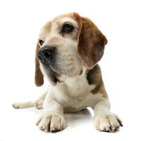 studio coup de un adorable beagle photo