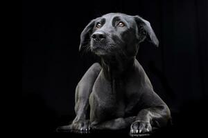 studio coup de un adorable mixte race chien photo