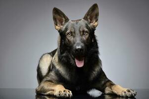 studio coup de un adorable allemand berger chien à la recherche avec curiosité à le caméra photo