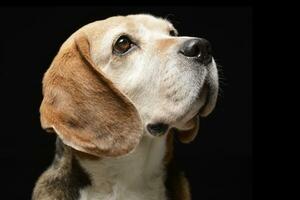 portrait de un adorable beagle photo