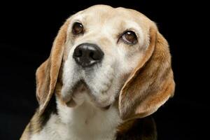 portrait de un adorable beagle photo