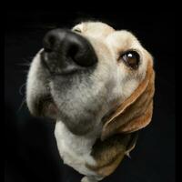 large angle portrait de un adorable beagle photo