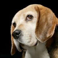 portrait de un adorable beagle photo