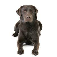 studio coup de un adorable Labrador retriever photo