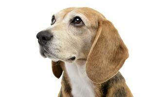 portrait de un adorable beagle photo