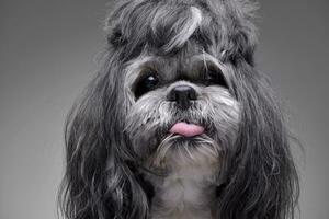 portrait de un adorable shih-tzu chien photo