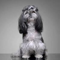 studio coup de un adorable shih-tzu chien photo