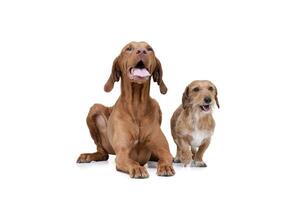 studio coup de un adorable magyar vizsla et une câble aux cheveux teckel mélanger chien photo