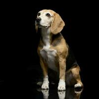 studio coup de un adorable beagle photo