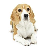 studio coup de un adorable beagle photo