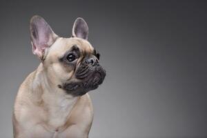 portrait de un adorable français bouledogue photo