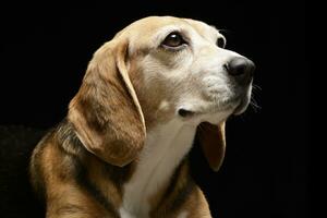 portrait de un adorable beagle photo