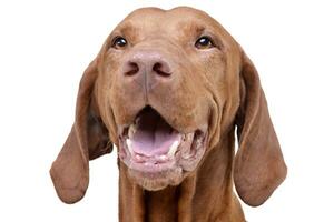 portrait de un adorable magyar vizsla à la recherche avec curiosité à le caméra photo