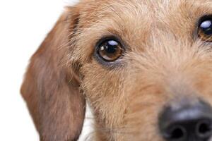 portrait de un adorable câble aux cheveux teckel mélanger chien à la recherche avec curiosité à le caméra photo