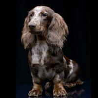 studio coup de une mignonne teckel chiot photo