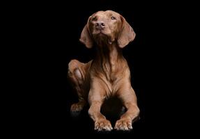 portrait de un adorable magyar vizsla à la recherche en haut avec curiosité photo