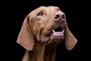 portrait de un adorable magyar vizsla à la recherche en haut avec curiosité photo