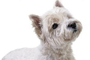 portrait de un adorable Ouest montagnes blanc terrier photo