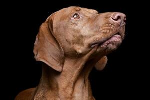 portrait de un adorable magyar vizsla à la recherche en haut avec curiosité photo