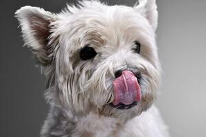 portrait de un adorable Ouest montagnes blanc terrier photo