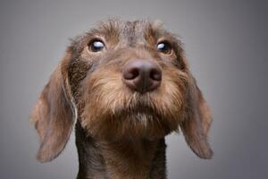 portrait de une mignonne teckel chiot photo