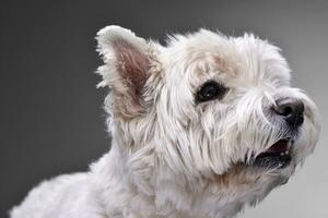 portrait de un adorable Ouest montagnes blanc terrier photo