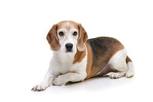 studio coup de un adorable beagle photo