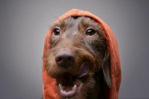 portrait de une mignonne teckel chiot dans Orange vêtements photo