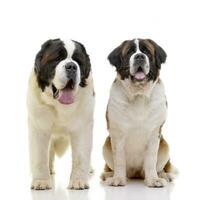 studio coup de deux adorable st. chien bernard - bernhardiner photo