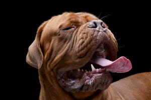 portrait de un adorable dogue de Bordeaux photo