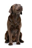 studio coup de un adorable Labrador retriever photo