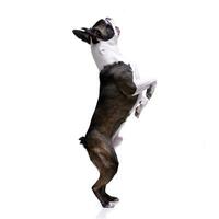 un adorable Boston terrier permanent sur cacher jambes photo