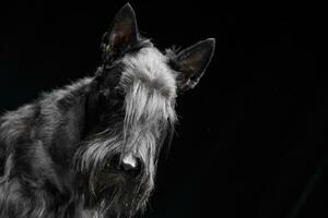 portrait de un adorable Écossais terrier photo