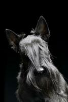 portrait de un adorable Écossais terrier photo