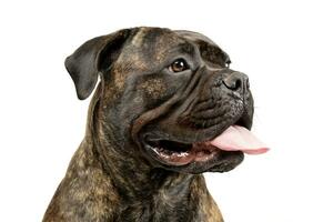 portrait de un adorable taureau mastiff photo