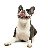 studio coup de un adorable Boston terrier photo